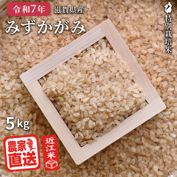 2025年産新米 | みずかがみ 玄米 5kg 2025年産 米 令和7年 お米 農家