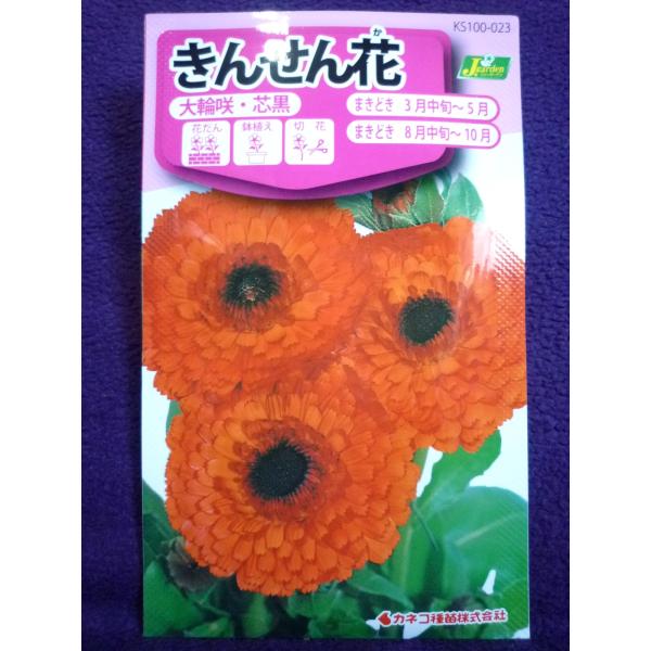 種子 きんせん花 大輪咲 芯黒 カネコ種苗 23 06 花弁の重ね厚い優秀種 ゆうパケット便可能 ガーデンショップ ミカワ 通販 Yahoo ショッピング