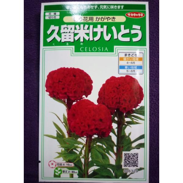 ☆種子☆処分☆ 久留米けいとう 切り花用 かがやき サカタのタネ 22.10 ◎暑い夏にも色あせず、元気に咲きます♪ (ゆうパケット便可能) :13123005a:ガーデンショップ ミカワ 通販 サカタのタネ 久留米けいとう・切花用 アーリーローズ