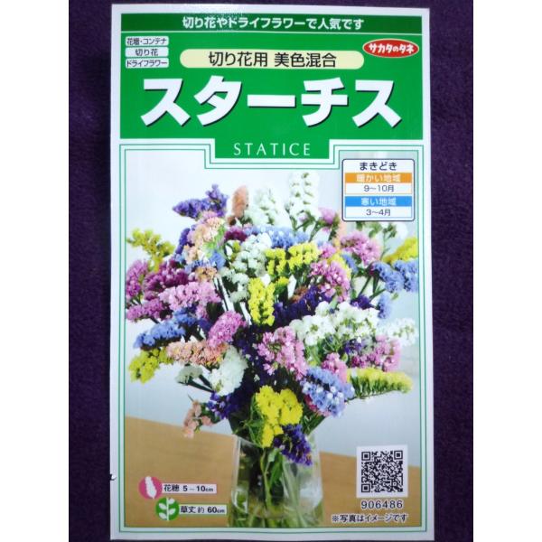 種子 スターチス 切り花用 美色混合 サカタのタネ 21 05 ゆうパケット便可能 ガーデンショップ ミカワ 通販 Yahoo ショッピング
