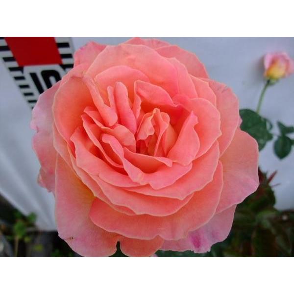 バラ苗 ｈｔ エル 6号 b ガーデンショップ ミカワ 通販 Yahoo ショッピング