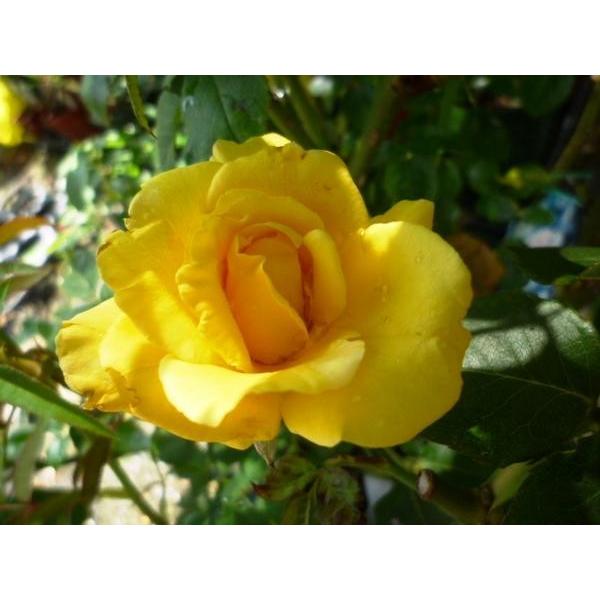 バラ苗 ｈｔ 歌舞伎 6号 b ガーデンショップ ミカワ 通販 Yahoo ショッピング