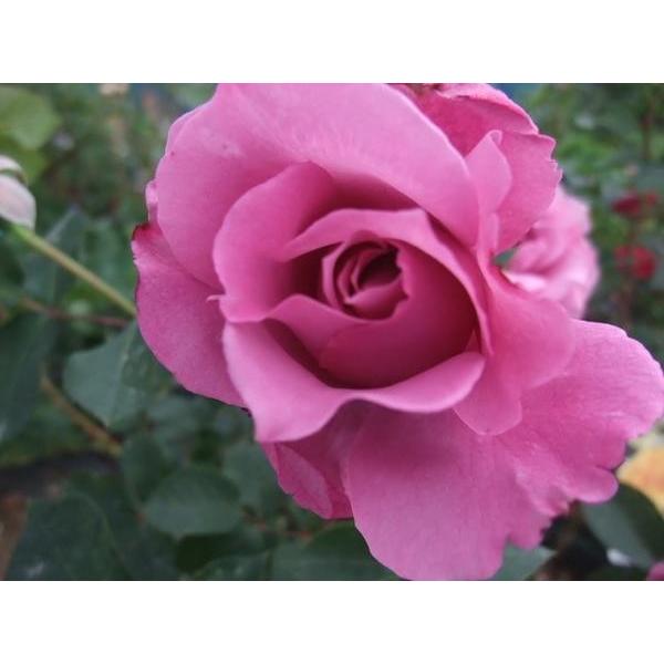 バラ苗 ｈｔ トムトム 耐病性があり 初心者向き 6号 b ガーデンショップ ミカワ 通販 Yahoo ショッピング