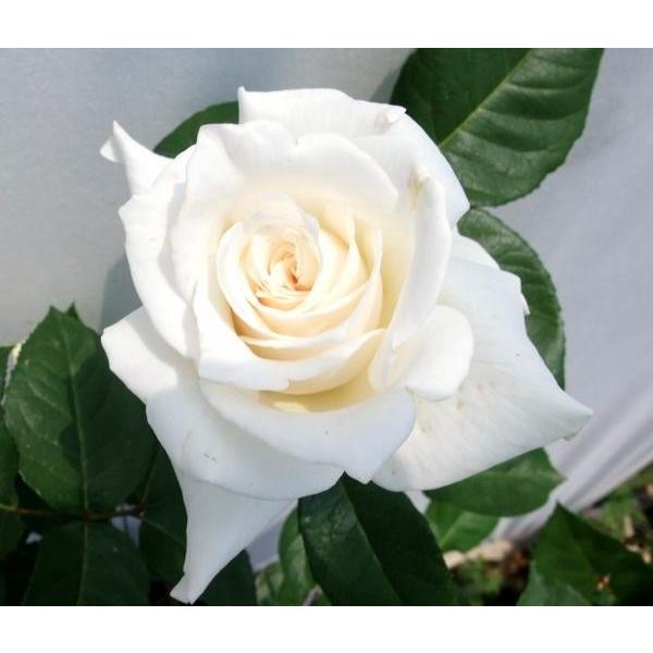 バラ苗 ｈｔ パスカリ 雨にも強く 花立ち良く白色切花用種の定番です ６号 b ガーデンショップ ミカワ 通販 Yahoo ショッピング