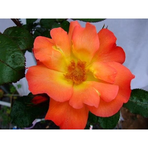 バラ苗 ｆ プレイボーイ 花もちよく 花枝が長いので切花にも良い ６号 b ガーデンショップ ミカワ 通販 Yahoo ショッピング