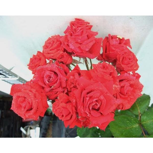 バラ苗 ｈｔ ルーレット 切り花向きの品種 ６号 b ガーデンショップ ミカワ 通販 Yahoo ショッピング