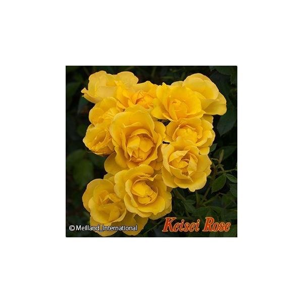 バラ苗 ｆ レヨン ドゥ ソレイユ 6号 京成 Buyee Buyee Japanese Proxy Service Buy From Japan Bot Online