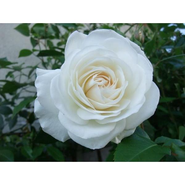 バラ苗 ｃｌｆ つるアイスバーグ 雪のように白い花が大きな房を作ります 強剪定４号 １鉢 ガーデンショップ ミカワ 通販 Yahoo ショッピング