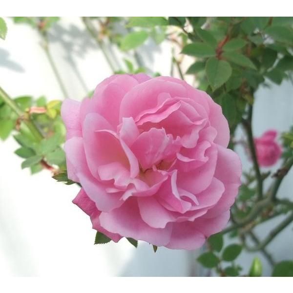 バラ苗 ｃｈ オールド ブラッシュ チャイナ ６号 Buyee Buyee Japanese Proxy Service Buy From Japan Bot Online