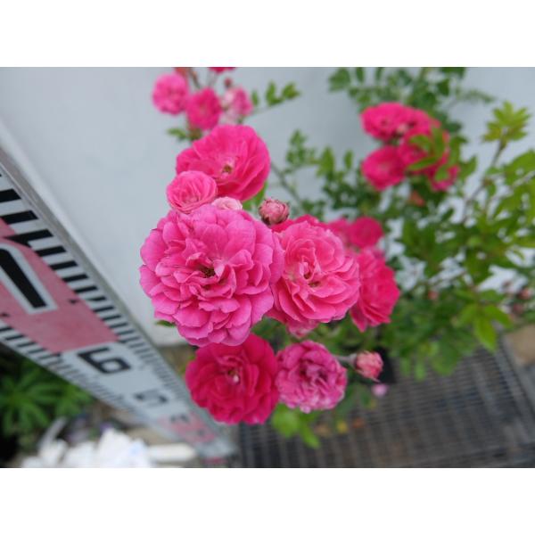 バラ苗 ｈｍult キング ローズ 6号 Buyee Buyee Japanese Proxy Service Buy From Japan Bot Online