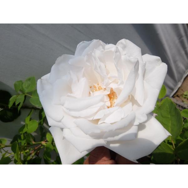 バラ苗 ｈｐ スノー クイーン 7号 c ガーデンショップ ミカワ 通販 Yahoo ショッピング