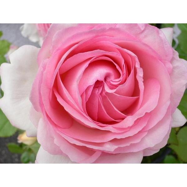 バラ苗 ｌｃｌ ピエール ドゥ ロンサール 6号 Buyee Buyee Japanese Proxy Service Buy From Japan Bot Online