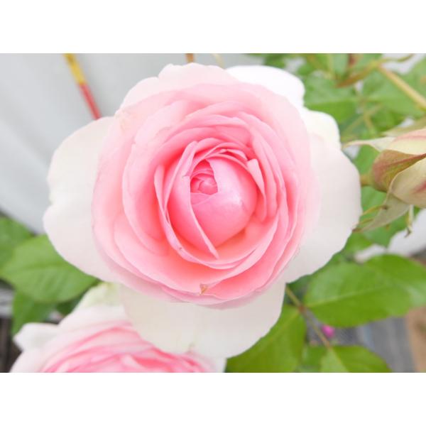 バラ苗 ｌｃｌ ピエール ドゥ ロンサール 6号 Buyee Buyee Japanese Proxy Service Buy From Japan Bot Online