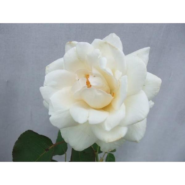 バラ苗 ｃｌｈｔ つるホワイト クリスマス 6号 b ガーデンショップ ミカワ 通販 Yahoo ショッピング