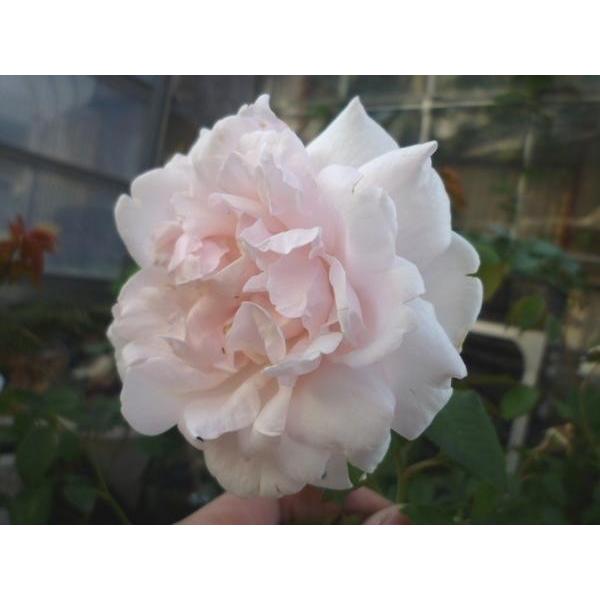 バラ苗 ｎ マダム アルフレッド キャリエール 6号 b ガーデンショップ ミカワ 通販 Yahoo ショッピング