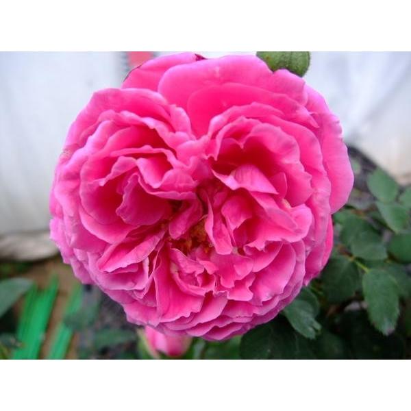 バラ苗 ｂ マダム イサーク プレール 育ててよかったと思える品種です 6号 b ガーデンショップ ミカワ 通販 Yahoo ショッピング