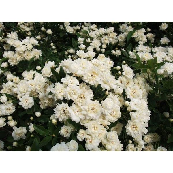 バラ苗 ｓｐ モッコウバラ 白八重 棘がなく 丈夫で生育旺盛です ６号 b ガーデンショップ ミカワ 通販 Yahoo ショッピング