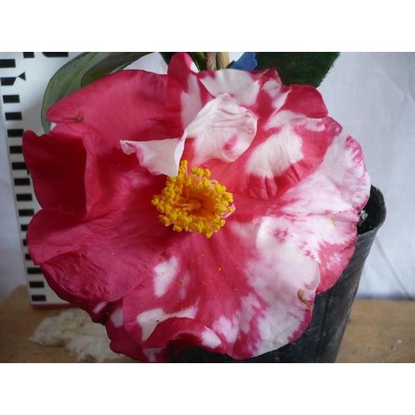花木苗 椿 岩根絞り 江戸椿 花は紅白絞り 大輪八重咲 ３号 ガーデンショップ ミカワ 通販 Yahoo ショッピング