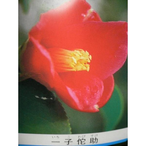 花木苗 椿 一子侘助 いちこわびすけ 侘助椿 花色は濃紅色 一重 猪口咲き 侘芯 極小輪 ４号 a ガーデンショップ ミカワ 通販 Yahoo ショッピング