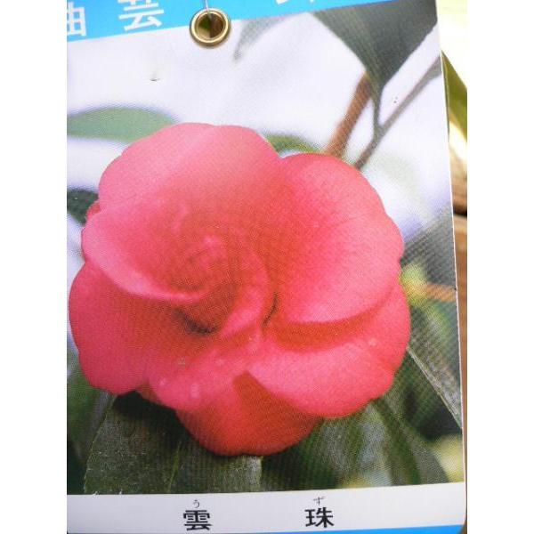 花木苗 椿 雲珠 曲芸椿 花色は濃紅色 八重 中心がウズ巻きの様なバラ咲き ３号 ガーデンショップ ミカワ 通販 Yahoo ショッピング