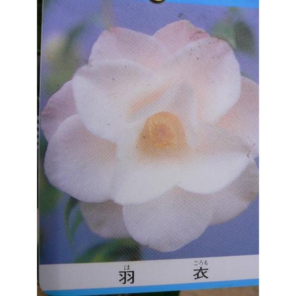 花木苗 椿 羽衣 古典椿 江戸椿 花は薄桃色 八重蓮華咲き 花弁は肉厚 ４号 a ガーデンショップ ミカワ 通販 Yahoo ショッピング