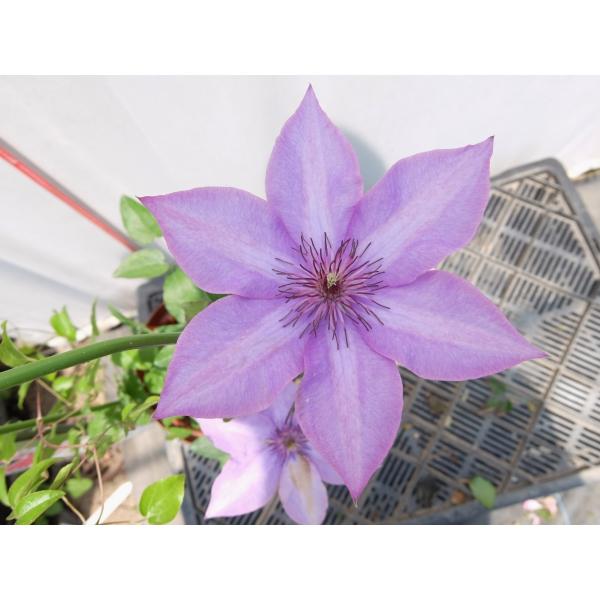 クレマチス苗 パテンス系 ミゼット ブルー ｈ４ a ガーデンショップ ミカワ 通販 Yahoo ショッピング
