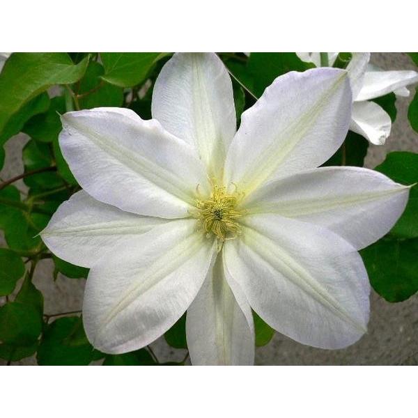 クレマチス苗 ラヌギノーサ系 白雪姫 ｈ４ a ガーデンショップ ミカワ 通販 Yahoo ショッピング