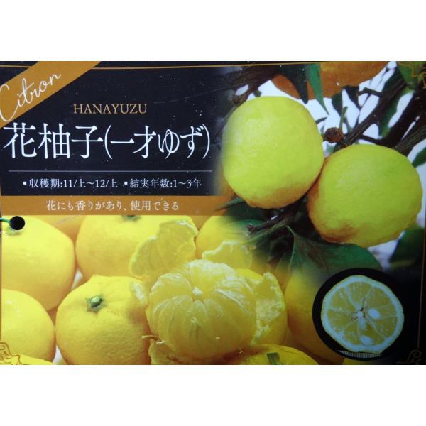 ユズ 苗 柑橘の価格と最安値 おすすめ通販を激安で