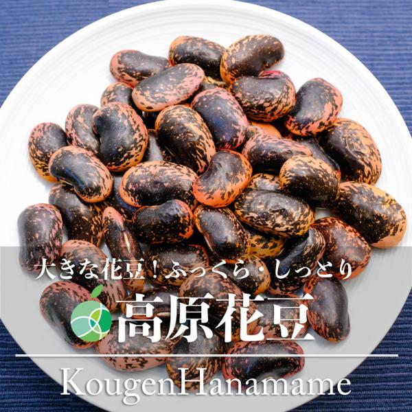 高原花豆　豆　2025年度産　約800g　長野県産