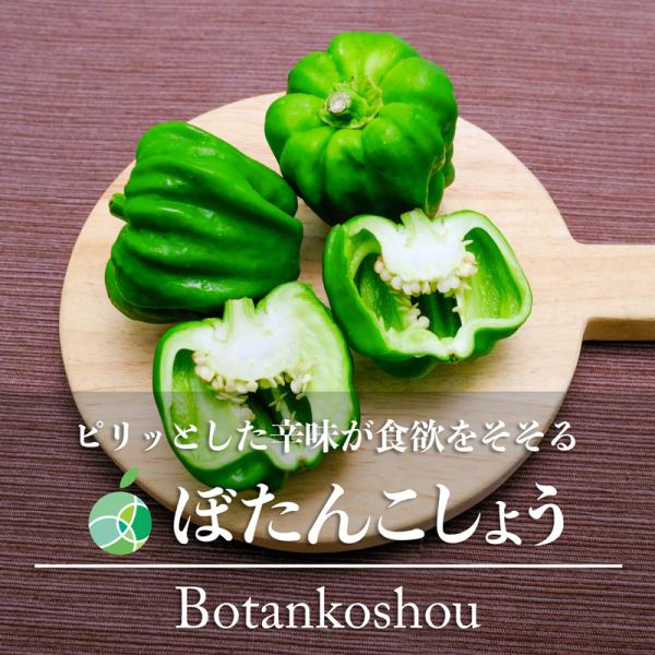ぼたんこしょう　ぼたごしょう　約400g　長野県産　信州　お取り寄せ　国産　生野菜　伝統野菜　やたら