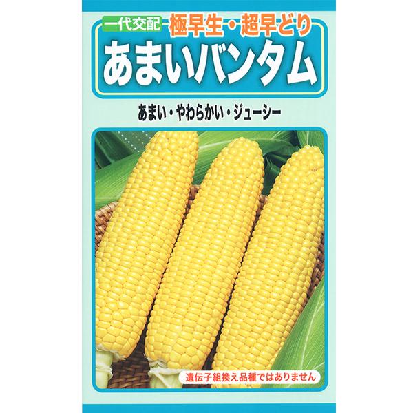 野菜の種 種子 からし菜 わさびリーフ 種 レターパックライト発送 全国一律370円 ファームトップ 通販 Paypayモール