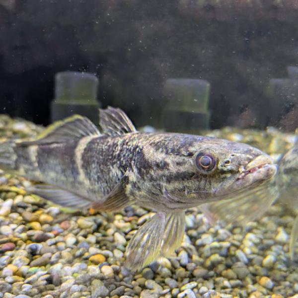 [同梱不可]生体 クモマダラハゼ 淡水魚・ハゼ類