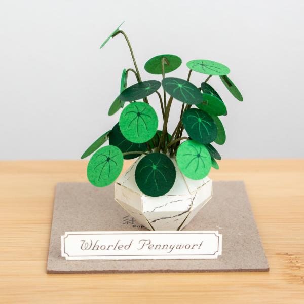 ●紙で作るミニチュアキット「紙風景」シリーズのウチワゼニクサ。ちょこんと飾りやすい小さなサイズです。●葉の形が団扇（うちわ）の様で、硬貨にも似ていることから名づけられたウチワゼニクサ。まぁるい形がキュートな作品です。●パーツ1つ1つが繊細で...