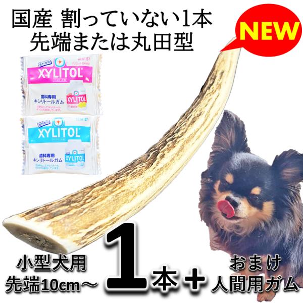 鹿の角 先端または丸田型 犬のおもちゃ+飼い主様用キシリトール100％ガム 2個 小型犬用 10cm 割っていない1本タイプ