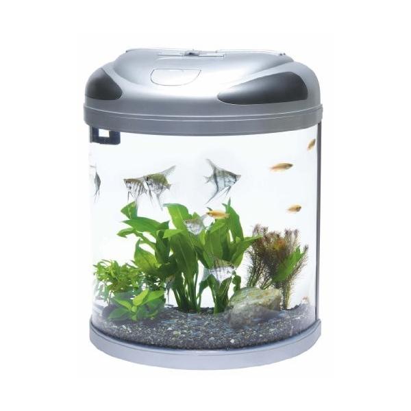 テトラ Tetra ハーフムーンアクアリウムs Hmls Inshaan Com