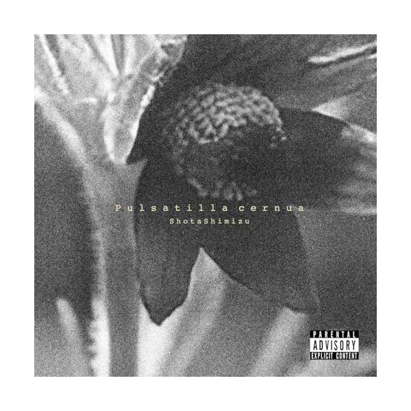 ソニーミュージック CD/清水翔太/Pulsatilla cernua (通常盤