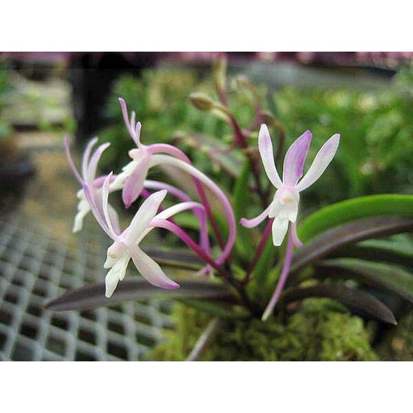 富貴蘭　フウラン　赤ショウビン 富貴蘭 フウラン 赤ショウビン