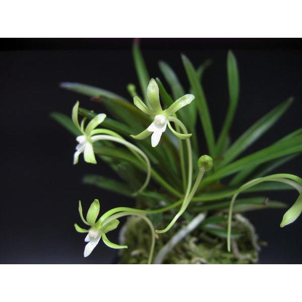 富貴蘭 フウラン 花物 翡翠 : フェニックスガーデン - 通販