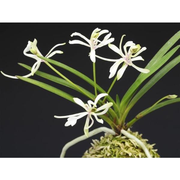 富貴蘭　フウラン　富貴殿 楽天市場】富貴蘭 風蘭 蘭 富貴殿 【現品】 フウキデン 4本立 限