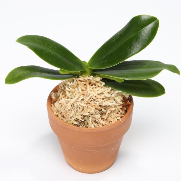 ナゴラン みんな探してる人気モノ ナゴラン