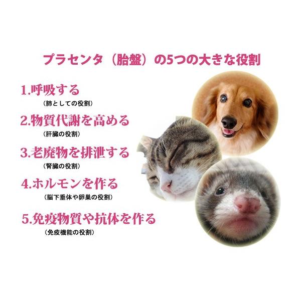 フェレット サプリメント 正規品 ヘルスチャージ P タブレットタイプ30粒 和漢補給 プラセンタ 栄養補助食品 ゆうパケットok Buyee Buyee Japanese Proxy Service Buy From Japan Bot Online