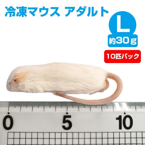 冷凍 エサ 冷凍 冷凍マウス アダルトLサイズ 約30g 10匹パック  クール便発送  常温商品との同梱不可 餌 フード 冷凍マウス 爬虫類 は虫類 猛禽類 NK