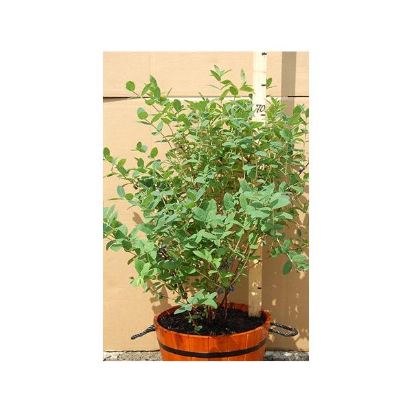 北の蝦夷ハスカップ　原種　成木果樹 高さ1メートル40cm 山葡萄苗木4本セット Amazon | ハスカップ 《果樹苗》 | 果物