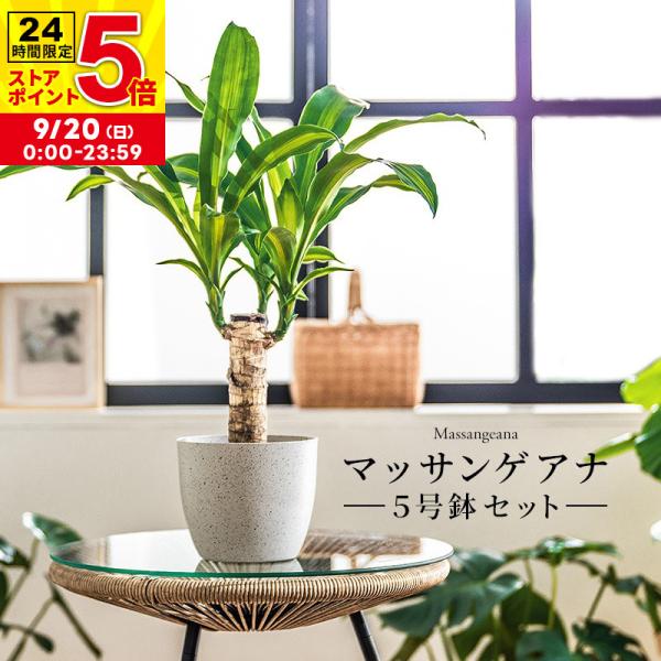 MINT マッサン 観葉 植物 本物 観葉植物 5号 高さ約45〜55cm ドラセナ