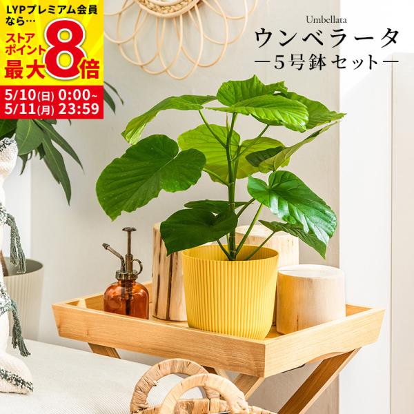 ウンベラータの鉢植え fi-mint_lfumb5