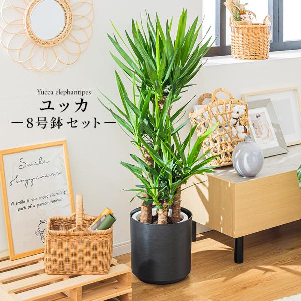 観葉植物　青年の木　ユッカ　高さ150センチ MINT ユッカ 青年の木 観葉植物 8号 鉢カバー付き 高さ約110〜130cm 鉢