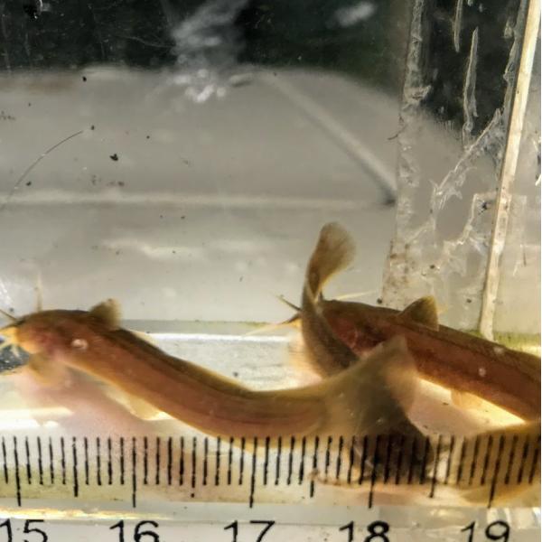 アカザ ｓ 3匹セット 兵庫県産ほか Akazas3 日本淡水魚フィールドアクション 通販 Yahoo ショッピング
