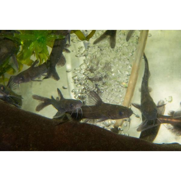 【淡水魚】ギギ（Ｍ）[単品]【産　地】兵庫県産・岡山県産【大きさ】10ｃｍ前後   ※ 大きさは目測ですので個人差がございます。【重  要】ご注文は必ずPCからのメール受信許可の上お願いします。