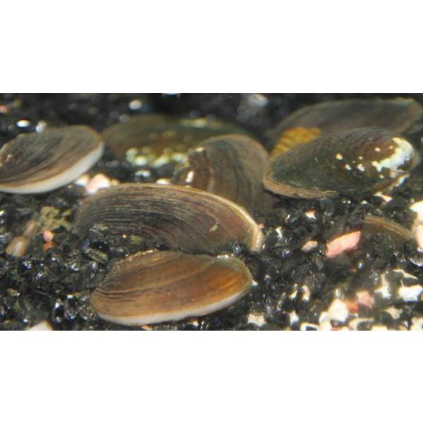 タナゴ産卵床  タテボシ貝(イシガイ)２枚貝　[3個セット]