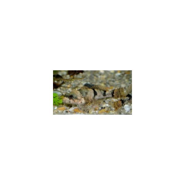 カジカ（Ｓ）[3匹セット]　兵庫県産ほか